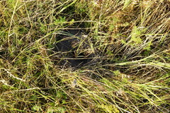 Spermophilus citellus