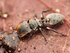 Cephalotes multispinosus