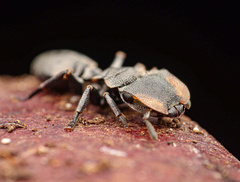 Cephalotes multispinosus