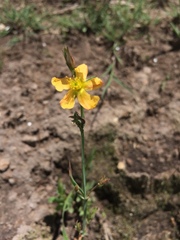 Hypericum silenoides