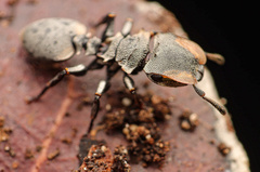 Cephalotes multispinosus