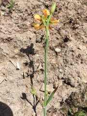 Hypericum silenoides