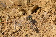 Onychogomphus forcipatus
