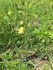 Hypericum silenoides