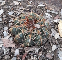 Discocactus heptacanthus