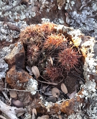 Discocactus heptacanthus