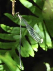 Mecistogaster modesta