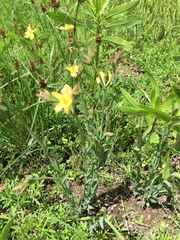 Hypericum silenoides