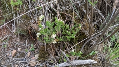 Sedum moranense