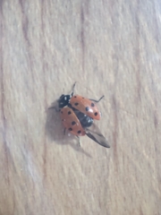 Coccinellidae