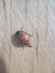 Coccinellidae