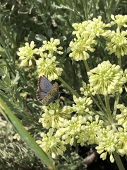 Euphilotes battoides