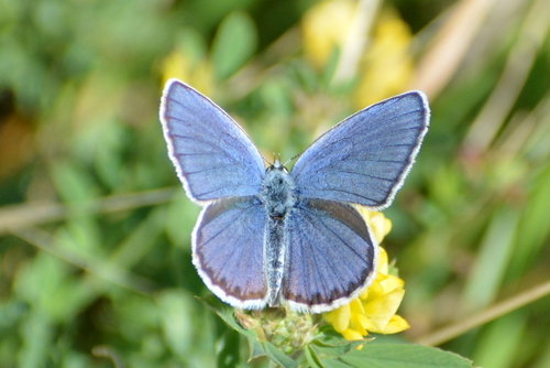 modráčik vresoviskový (Plebejus argyrognomon)