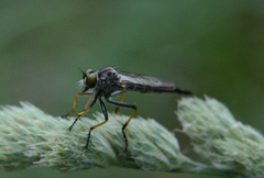 Neoitamus flavofemoratus