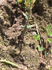 Hypericum silenoides