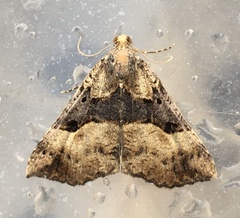 Hypena edictalis