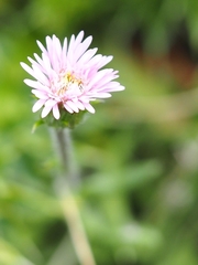 Erigeron alpinus