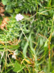Erigeron alpinus