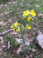 Lithospermum cobrense