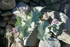 Adenostyles leucophylla