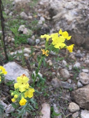 Lithospermum cobrense
