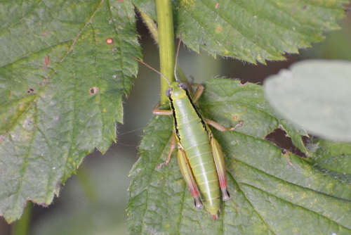Beskrilni skakavac listoplaz (Micropodisma salamandra)