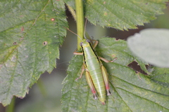 Micropodisma salamandra