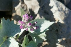 Adenostyles leucophylla