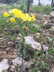 Lithospermum cobrense