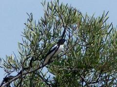 Certhionyx variegatus