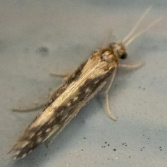 Agraylea multipunctata