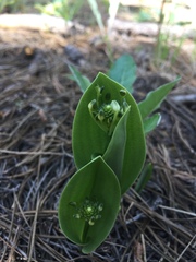 Malaxis novogaliciana