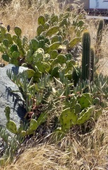 Opuntia