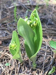 Malaxis novogaliciana