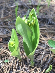 Malaxis novogaliciana