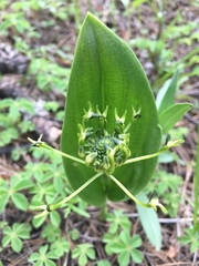 Malaxis novogaliciana