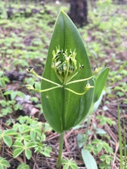 Malaxis novogaliciana