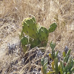 Opuntia