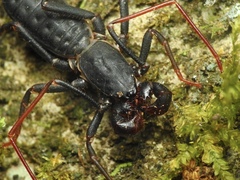 Mastigoproctus cinteotl