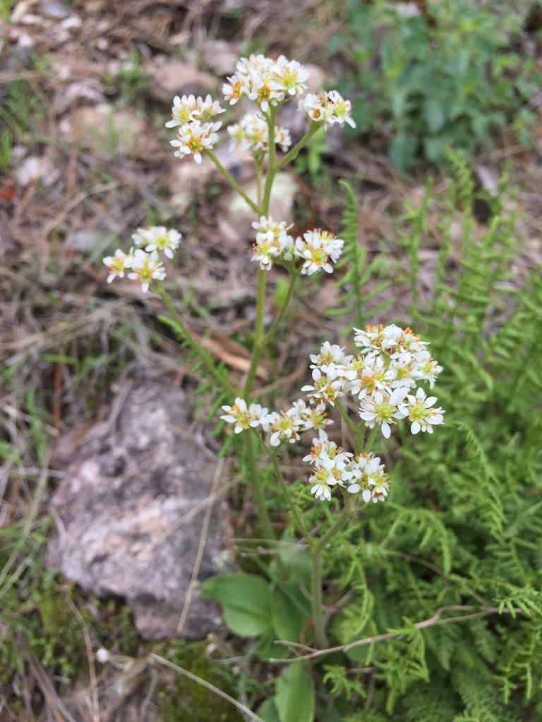 Micranthes mexicana