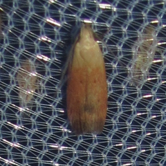 Anacampsis fullonella
