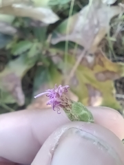 Liatris cymosa