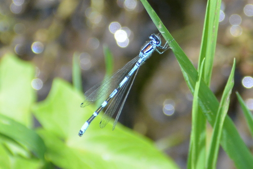 šidielko ozdobné (Coenagrion ornatum)