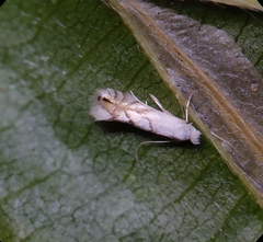 Phyllonorycter tenerella