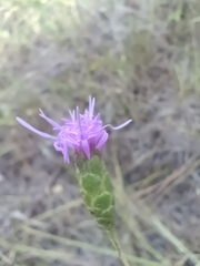 Liatris cymosa