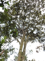 Quercus humboldtii