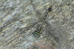 Onychogomphus forcipatus