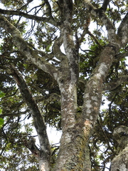 Quercus humboldtii