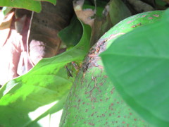 Neriidae
