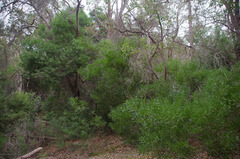 Acacia longifolia longifolia